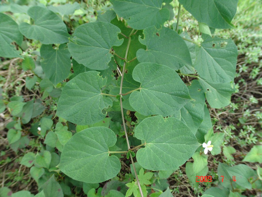 약초 medicinal herb plant 산약초